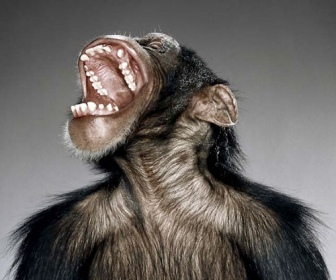 monkey_laugh_head